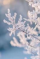 Frosty branches on a snowy day photo
