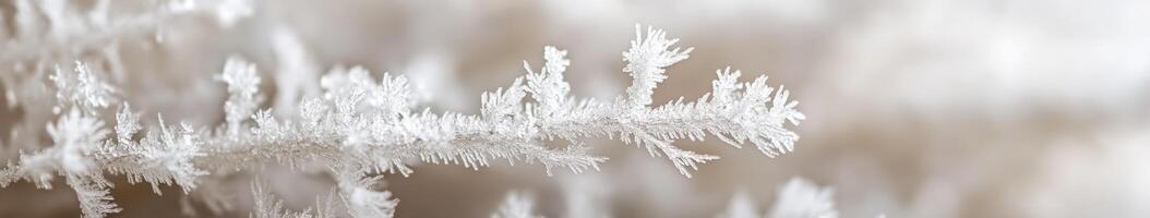 Frosty snow crystals on a branch photo