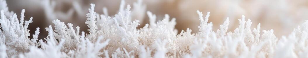 Frosty grasses in the winter photo