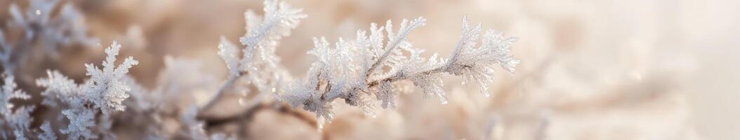 Frosty plants in the winter photo