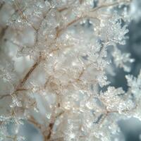 Frosty branches on a tree in the snow photo