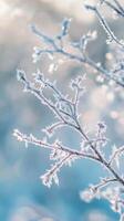 Frosty branches with snow on them in front of a blue sky photo