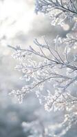 Frosty branches of a tree with sunlight shining through photo