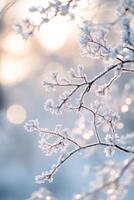 Frosty branches of a tree in the snow photo