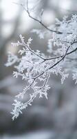 Frosty branches in winter photo
