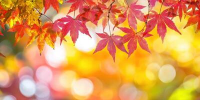 Autumn leaves on a tree with a bright background photo
