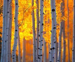 Aspen trees in autumn, colorado photo