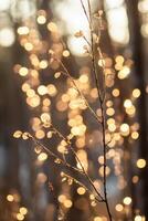A close up of some leaves and some lights photo