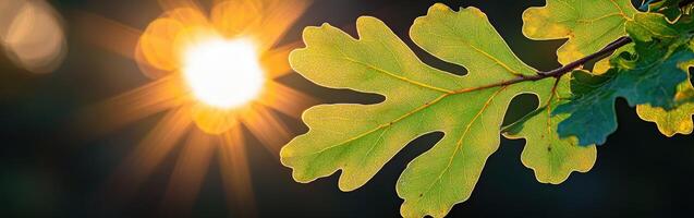 A leaf with the sun shining through it photo