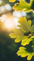 Green oak leaves in the sunlight photo