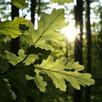 A leafy tree in the woods photo