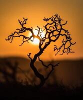 A tree silhouetted against the setting sun photo