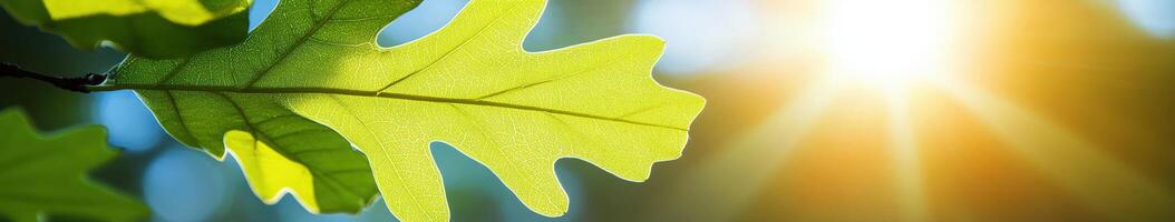 A green leaf is shown in front of the sun photo