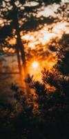 Sunset through trees photo