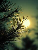 The sun is shining through the branches of a pine tree photo