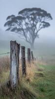 A tree stands in the fog on a field with a fence photo