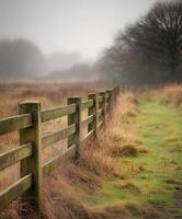 Foggy morning at the edge of the wood photo