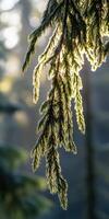 A close up of a pine tree with sunlight shining through photo