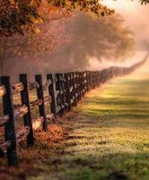 A fence line in the grass with a sun rising in the distance photo