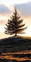A lone tree on a hill photo