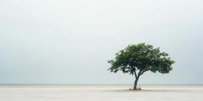 A lone tree stands on a sandy beach photo