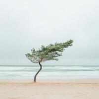 A lone tree on the beach with the ocean in the background photo