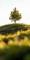 A lone tree on a hillside photo