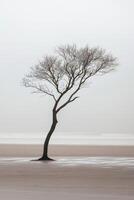 A lone tree stands alone on a beach in the fog photo