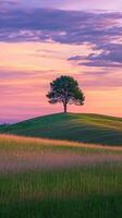 A lone tree stands in the middle of a field at sunset photo