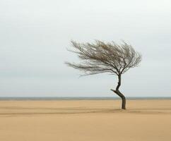A lone tree in the middle of a sandy beach photo
