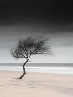 A lone tree stands on the beach under a dark sky photo