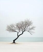 A lone tree stands on a snowy beach photo