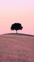 A lone tree stands in a field of pink grass photo
