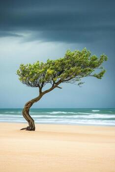 A lone tree on a sandy beach with storm clouds in the background photo