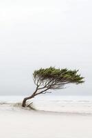 A lone tree on the beach with a foggy sky photo