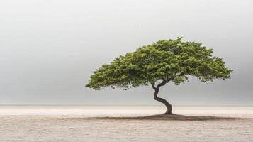 A lone tree stands in the middle of a sandy beach photo