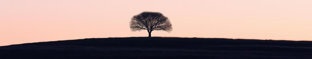 A lone tree stands on top of a hill at sunset photo