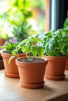 Three pots of plants on a window sill photo