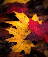 A red and yellow maple leaf laying on the ground photo