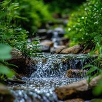 A stream flowing through a forest photo