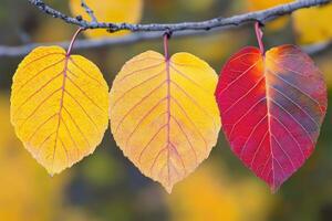 Three leaves with red and yellow leaves hanging from a tree photo
