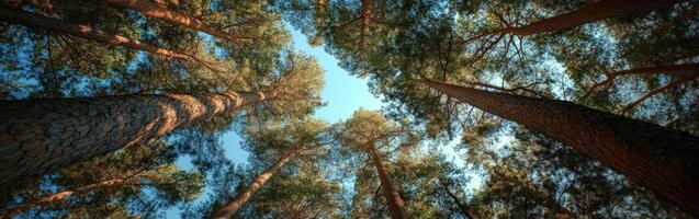 The view up into the sky from the ground of a pine forest photo