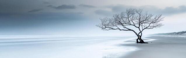 A lone tree stands on the beach in front of a stormy sky photo