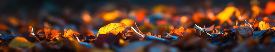 Autumn leaves by james kennedy photo