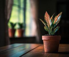 A small plant sitting on a table photo