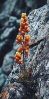 A single orange flower growing out of a rock photo