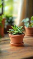Small plants in clay pots on a wooden table photo