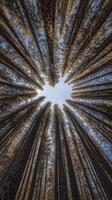 A view looking up at the top of a pine forest photo