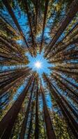 The sun shines through the canopy of tall trees photo