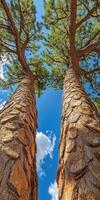Two tall trees with a blue sky in the background photo
